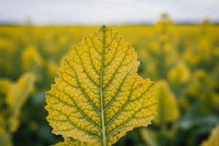 Rzepak żółknie mimo nawożenia azotem? Winny może być inny, często pomijany składnik