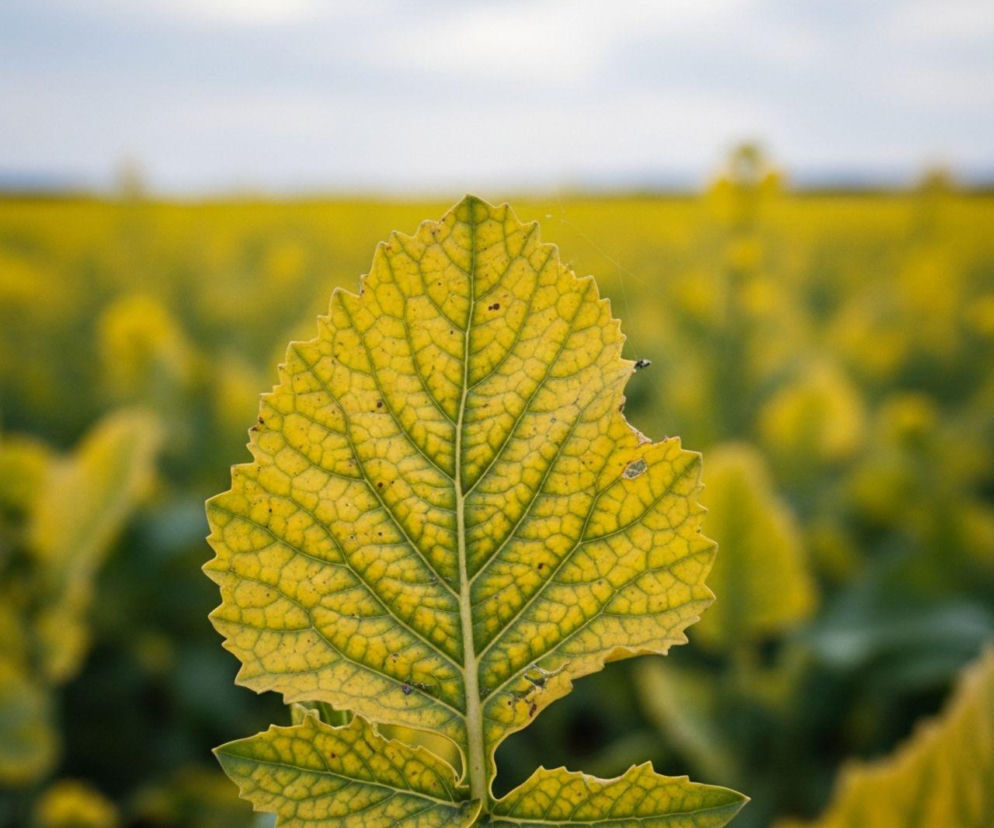 Żółknący liść rzepaku na tle kwitnącego pola symbolizuje niedobór siarki w uprawie. To powszechny problem plantatorów, który bywa mylony z brakiem azotu. Więcej o diagnozie i nawożeniu przeczytasz na Super Biznes.