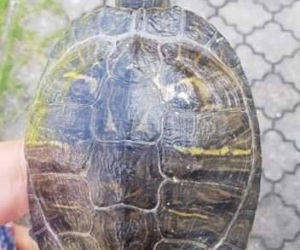 Bełchatów: Zabłąkany żółw trafił z ulicy prosto na komendę! Teraz czeka na swojego właściciela 