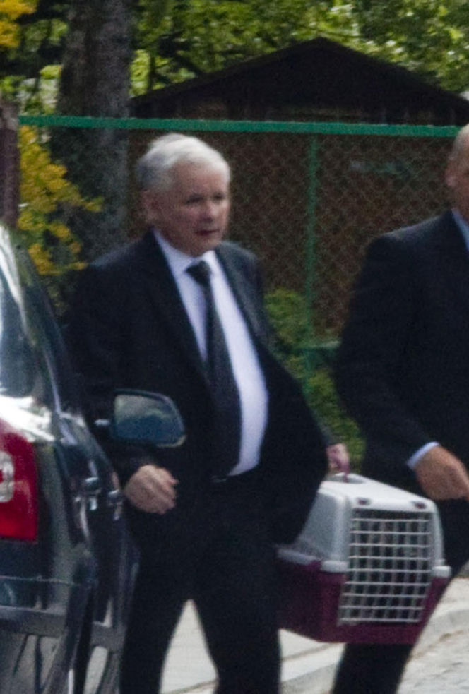 Koty Jarka nas terroryzują