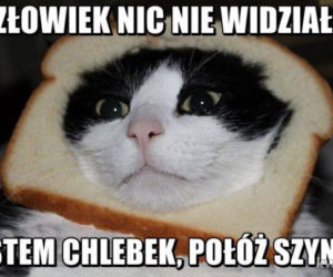 Dzień Kota 2021. Rasowe, dachowce, małe i duże. Dziś KOTY mają swoje święto [MEMY]