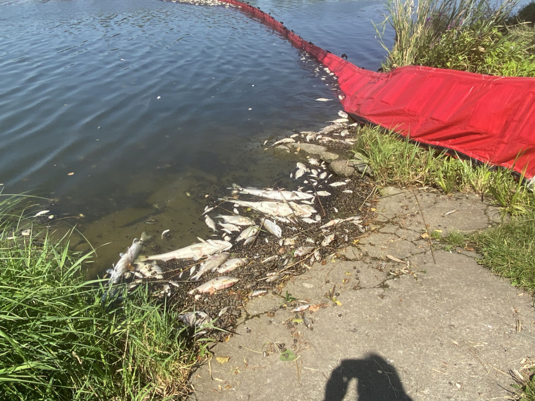Katastrofa ekologiczna na Odrze. W Gryfinie i Żabnicy trwa stawianie zapór na rzece [ZDJĘCIA]