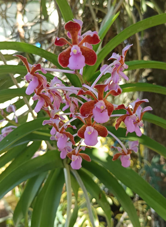 Storczyk Vanda