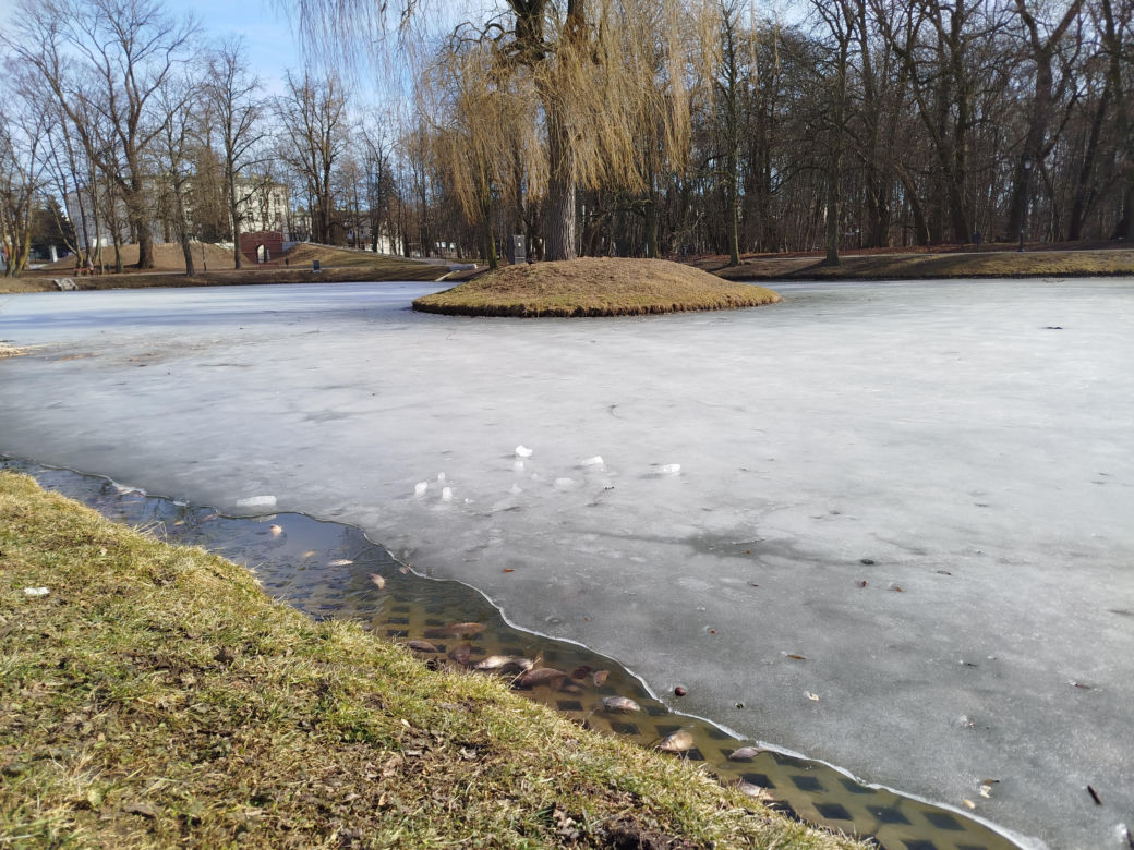 Martwe ryby w stawie na terenie Parku Aleksandria w Siedlcach