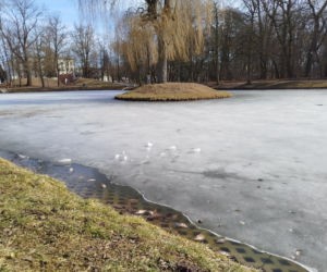 Martwe ryby w stawie na terenie Parku Aleksandria w Siedlcach