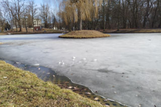 Martwe ryby w stawie na terenie Parku Aleksandria w Siedlcach