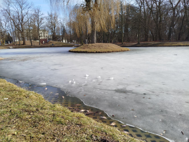Martwe ryby w stawie na terenie Parku Aleksandria w Siedlcach