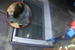 Pies uwięziony w pustym mieszkaniu. Sąsiadka zaalarmowała służby, policjanci weszli przez okno