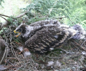 Tak leśniczy z RDLP w Krośnie i KOO ratują orły na Podkarpaciu