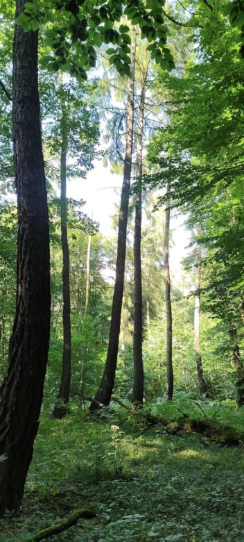 Góra Chełmowa w gminie Nowa Słupia
