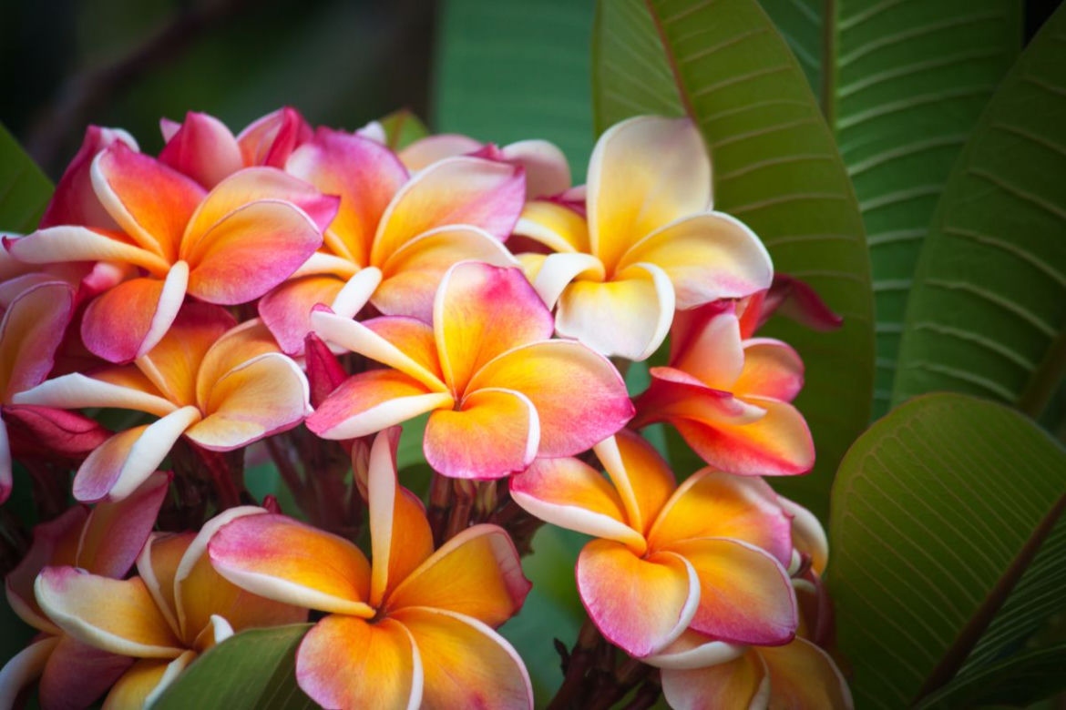 Plumeria