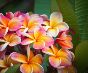 Plumeria