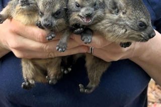 Te maluchy przyszły na świat w warszawskim ZOO w 2025 roku