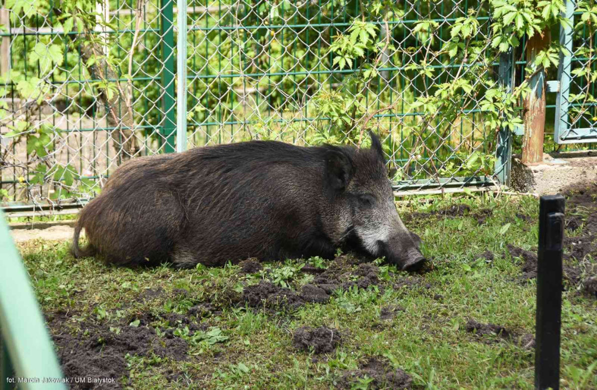 Dwa dziki poszły do szkoły. Zamieszkały na terenie I LO w Białymstoku