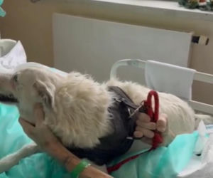 Legnica. Suczka Saba nie widziała właściciela przez 6 miesięcy. Odwiedziła go w szpitalu [ZDJĘCIA].