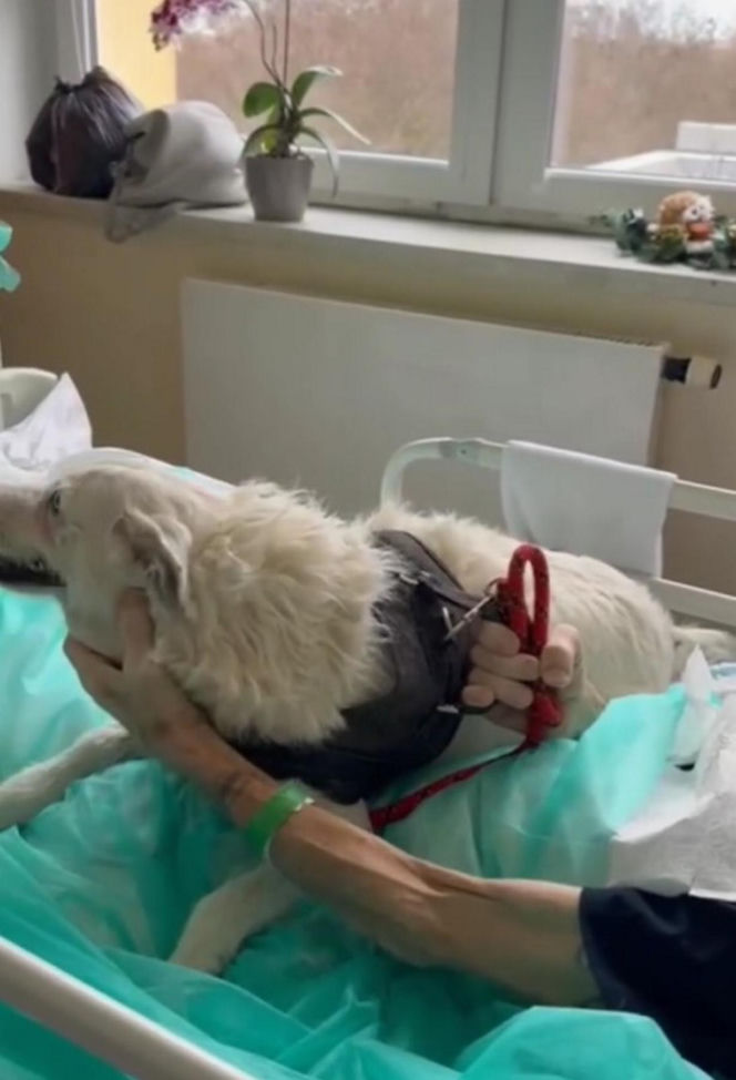 Legnica. Suczka Saba nie widziała właściciela przez 6 miesięcy. Odwiedziła go w szpitalu [ZDJĘCIA].