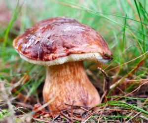 Powiat lubliniecki