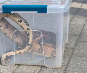 Boa dusiciel pod skarbówką w Iławie! Zamiast węża w kieszeni był wąż na ulicy