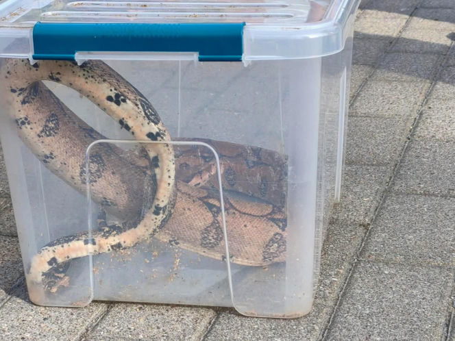Boa dusiciel pod skarbówką w Iławie! Zamiast węża w kieszeni był wąż na ulicy