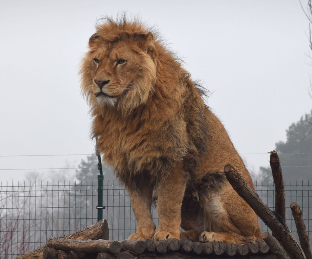 W Nowym Zoo w Poznaniu pojawi się symulator polowań