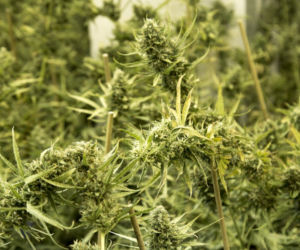 Chińska plantacja marihuany pod Piasecznem: Towar wart 3,5 mln zł!