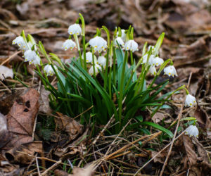 Śnieżyca wiosenna