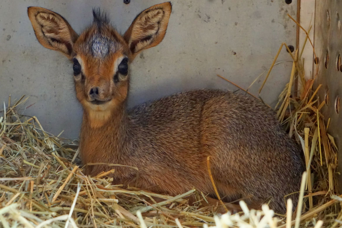 We wrocławskim zoo urodził się mały dikdik