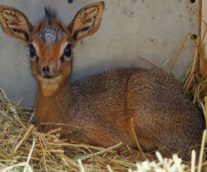We wrocławskim zoo urodził się mały dikdik