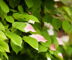 Aktinidia pstrolistna