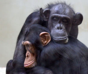 Żałoba w gdańskim ZOO odeszła szympansica Kasia