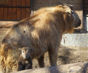 We wrocławskim zoo urodziła się samiczka takina złotego
