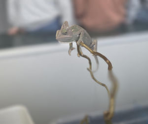 Węże, pająki i dreszczyk emocji w Bydgoszczy! Dragon Expo zachwyciło odwiedzających