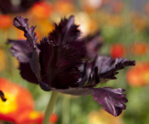 Tulipany papuzie