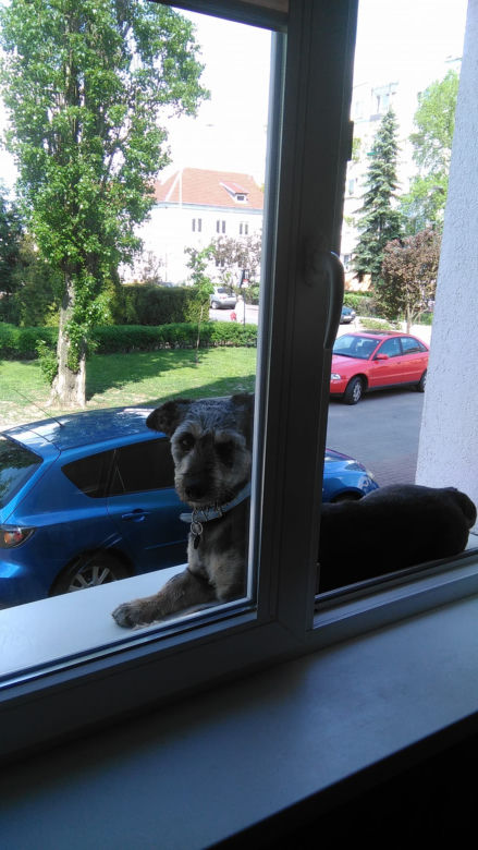 Międzynarodowy Dzień Psa