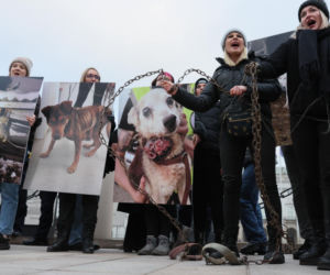 Wielki Marsz dla Zwierząt po wecie prezydenta