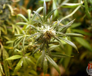 Plantacja Marychy pod Garwolinem