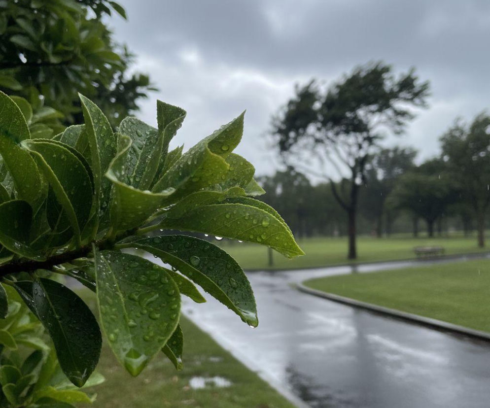 AI zdjęcie do artykułu