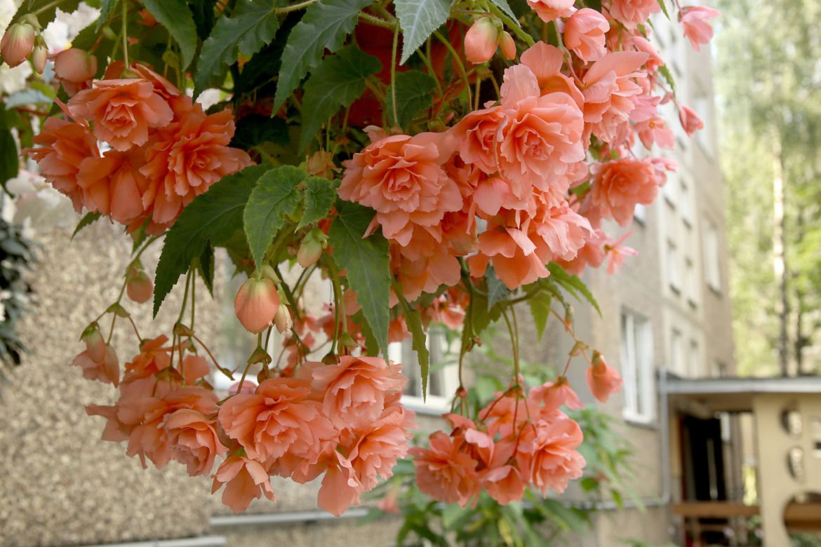 Zwisające rośliny na balkon: begonia zwisająca