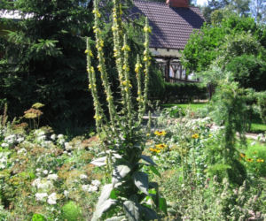 Dziewanna ogrodowa