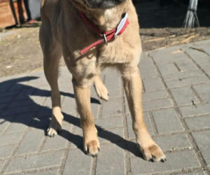 Przywiązana do drzewa i pozostawiona sama w lesie. Suczka cudem przeżyła!