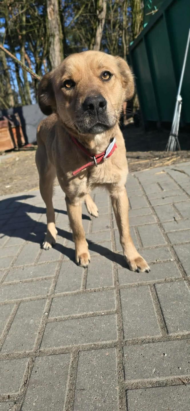 Przywiązana do drzewa i pozostawiona sama w lesie. Suczka cudem przeżyła!