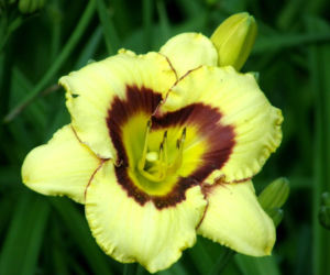 Liliowiec 'El Desperado' 