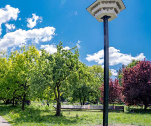 Bielany domem dla jaskółek