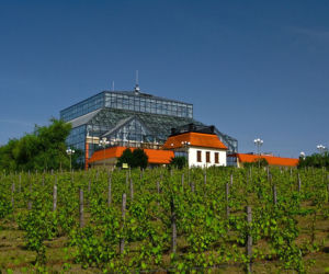 Wzgórze Winne