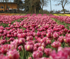 Tulipany na polach w Chrzypsku Wielkim