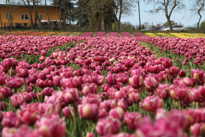 Tulipany na polach w Chrzypsku Wielkim