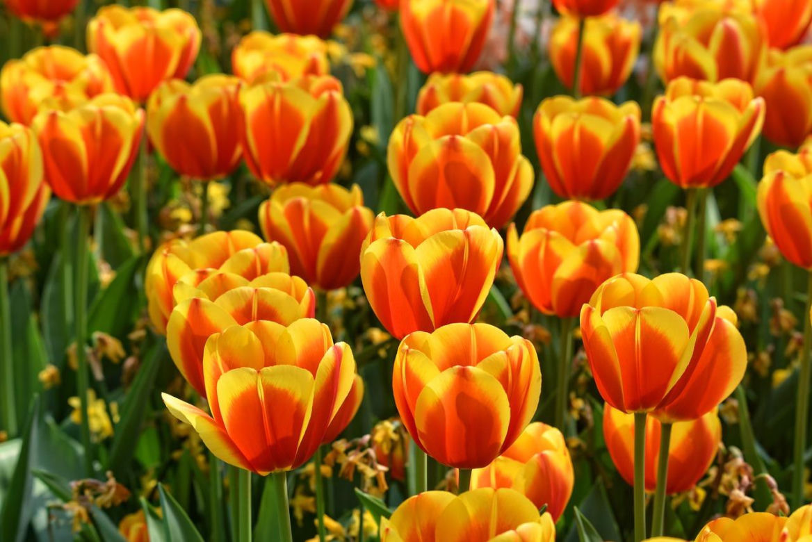 Tulipan