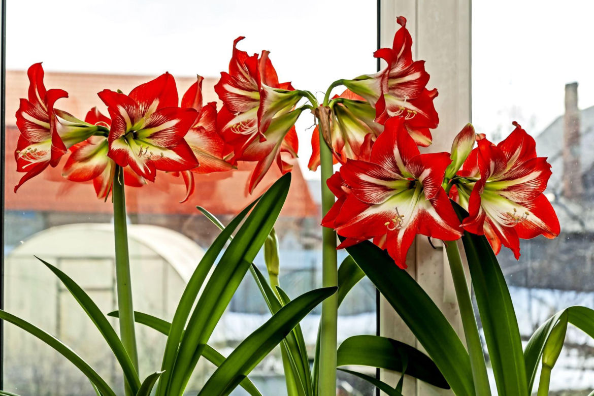 Kwiat hippeastrum