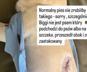 Uwaga! Partnerka Bieniuka walczyła z agresywnym psem! Przerażające zdjęcia