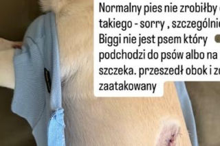 Uwaga! Partnerka Bieniuka walczyła z agresywnym psem! Przerażające zdjęcia
